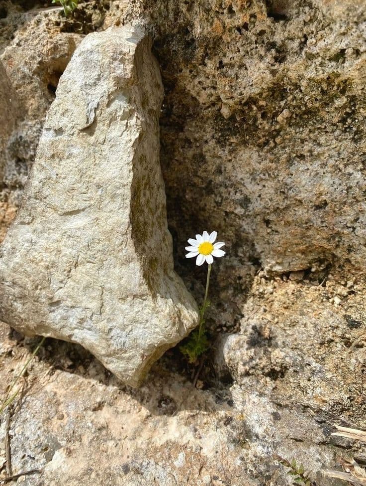 A single daisy growing out of bare rock